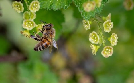 растениеводство, пчелы, мед, сбор подписей, пестициды