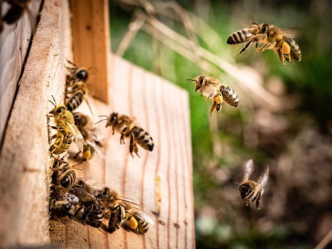 пчелы, мед, пасека, городское пчеловодство