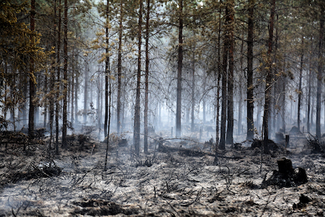 леса, лесные пожары, статистика