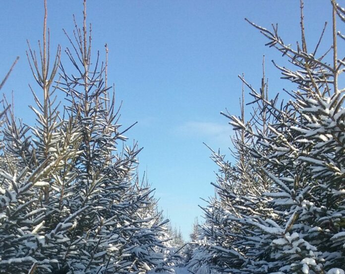 декабрь, погода в Латвии, зима, Рождество