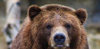 медведи, как вести себя при встрече с медведем, леса, охота, природа