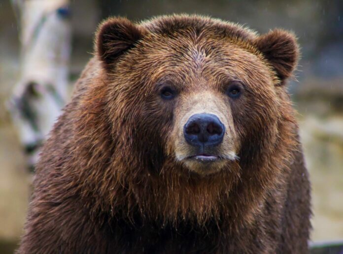 медведи, как вести себя при встрече с медведем, леса, охота, природа